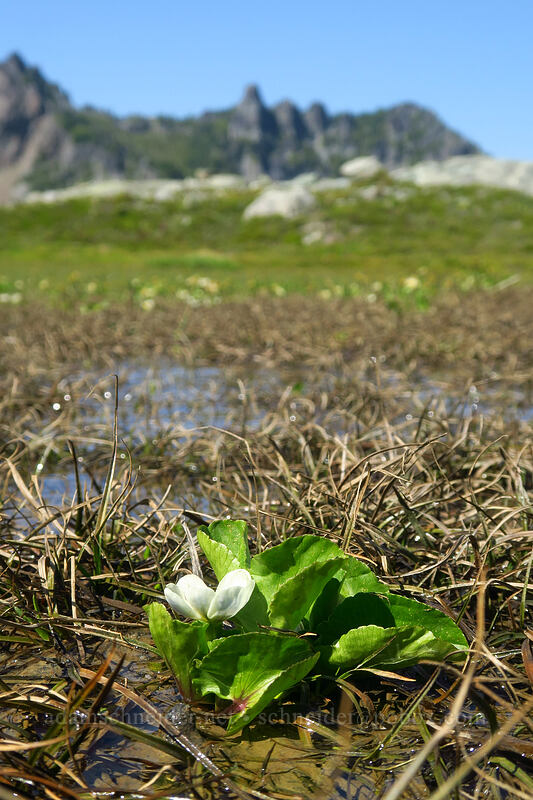 white marsh-marigold (Caltha leptosepala var. leptosepala) [Knapsack Pass Trail, Mount Rainier National Park, Pierce County, Washington]