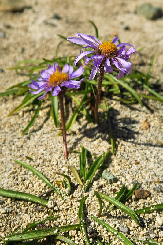 tundra asters (Oreostemma alpigenum var. alpigenum (Aster alpigenus)) [Knapsack Pass Trail, Mount Rainier National Park, Pierce County, Washington]