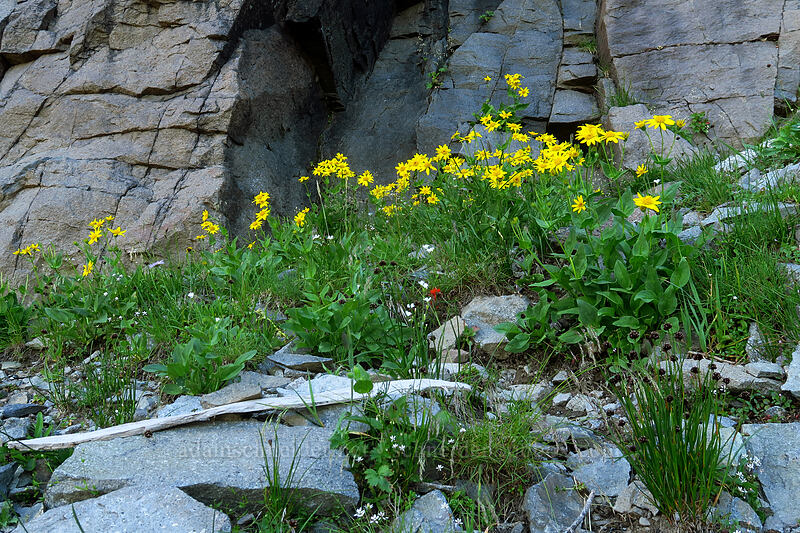 broad-leaf arnica (Arnica latifolia) [Knapsack Pass, Mount Rainier National Park, Pierce County, Washington]
