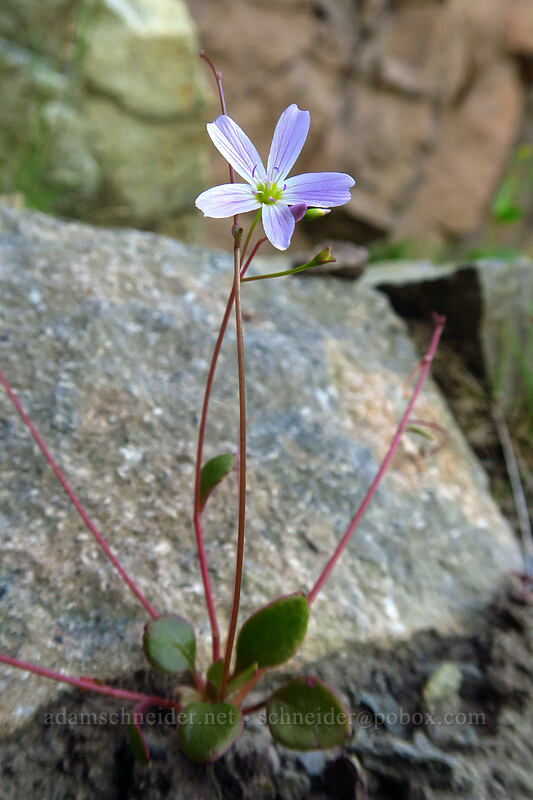 little-leaf spring-beauty (Montia parvifolia (Claytonia parvifolia)) [Knapsack Pass, Mount Rainier National Park, Pierce County, Washington]