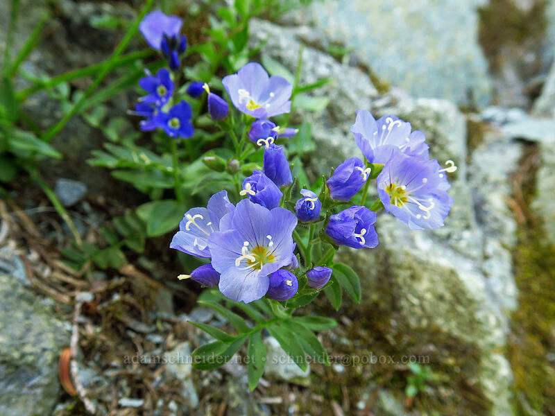 showy Jacob's-ladder (Polemonium californicum) [Knapsack Pass, Mount Rainier National Park, Pierce County, Washington]
