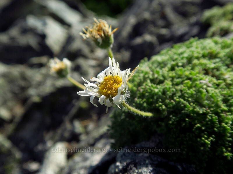 cut-leaf fleabane (Erigeron compositus) [Knapsack Pass, Mount Rainier National Park, Pierce County, Washington]