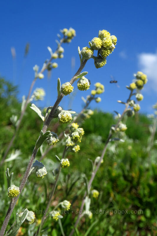 forked wormwood (three-forked mugwort) (Artemisia furcata) [Knapsack Pass, Mount Rainier National Park, Pierce County, Washington]