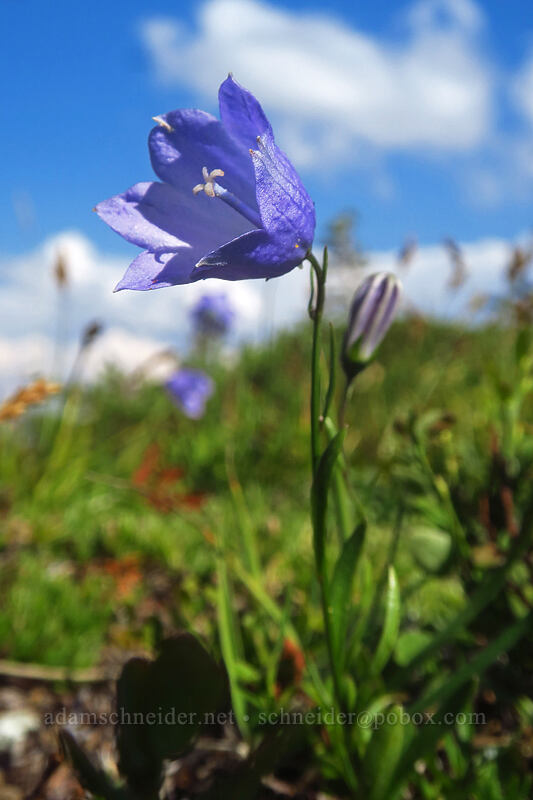 harebells (Campanula petiolata (Campanula rotundifolia)) [Knapsack Pass, Mount Rainier National Park, Pierce County, Washington]