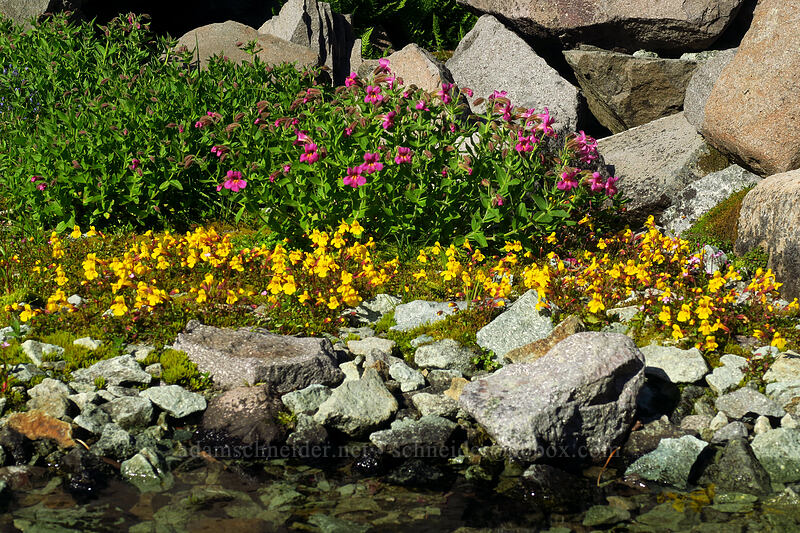 two kinds of monkeywflower (Erythranthe lewisii (Mimulus lewisii), Erythranthe caespitosa (Mimulus caespitosus)) [Knapsack Pass Trail, Mount Rainier National Park, Pierce County, Washington]