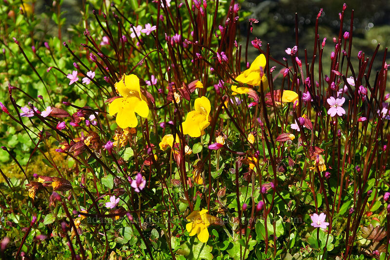 monkeyflower & willow-herb (Erythranthe caespitosa (Mimulus caespitosus), Epilobium anagallidifolium (Epilobium alpinum)) [Knapsack Pass Trail, Mount Rainier National Park, Pierce County, Washington]