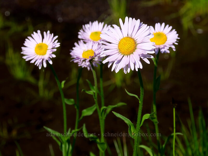 subalpine fleabane (Erigeron glacialis var. glacialis) [Knapsack Pass Trail, Mount Rainier National Park, Pierce County, Washington]