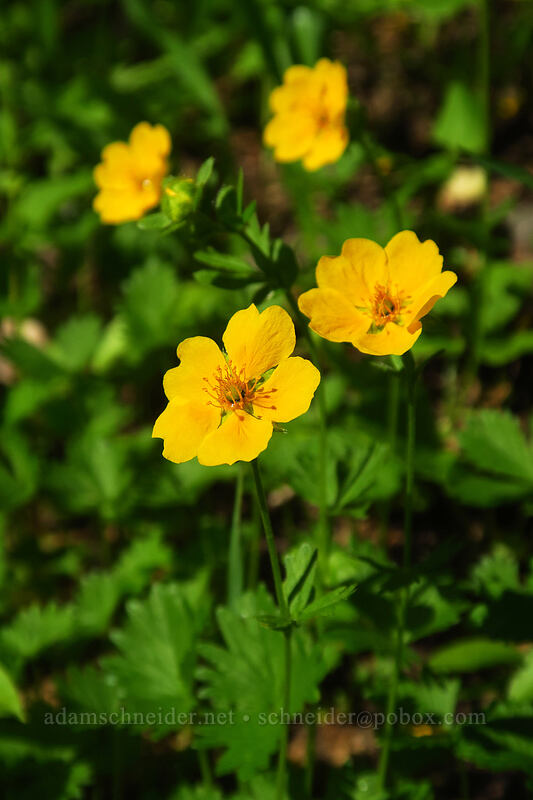 fan-leaf cinquefoil (Potentilla flabellifolia) [Knapsack Pass Trail, Mount Rainier National Park, Pierce County, Washington]