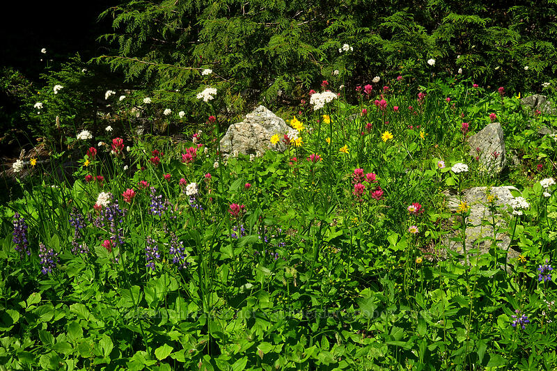 wildflowers (Lupinus latifolius, Castilleja parviflora var. oreopola, Ligusticum grayi, Bistorta bistortoides (Polygonum bistortoides), Arnica sp.) [Knapsack Pass Trail, Mount Rainier National Park, Pierce County, Washington]