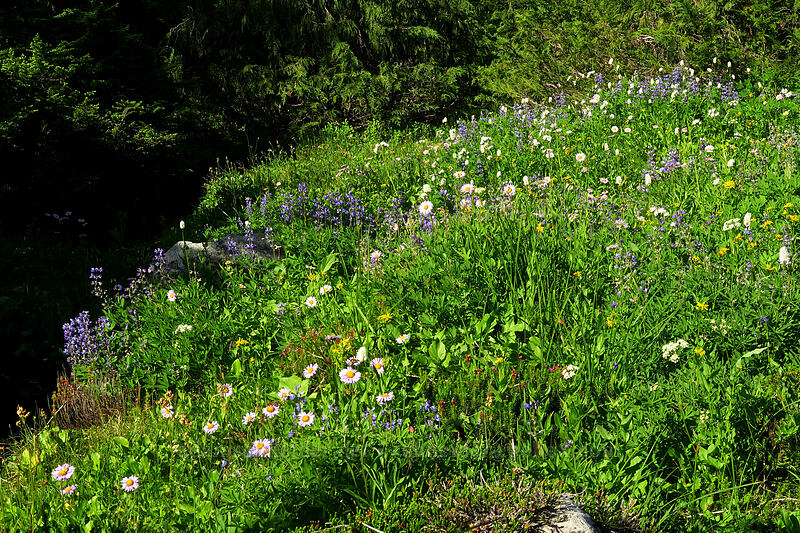 wildflowers (Lupinus latifolius, Erigeron glacialis var. glacialis, Ligusticum grayi, Bistorta bistortoides (Polygonum bistortoides), Arnica sp.) [Knapsack Pass Trail, Mount Rainier National Park, Pierce County, Washington]