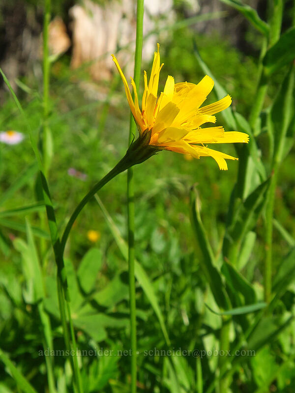 northern microseris (Microseris borealis (Apargidium boreale)) [Mowich Lake Campground, Mount Rainier National Park, Pierce County, Washington]