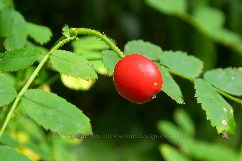 bald-hip rose hip (Rosa gymnocarpa) [Saddle Mountain Trail, Saddle Mountain Natural Area, Clatsop County, Oregon]