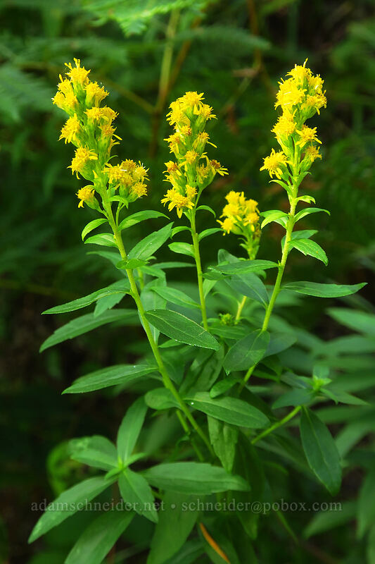 west coast goldenrod (Solidago elongata (Solidago canadensis ssp. elongata)) [Saddle Mountain Trail, Saddle Mountain Natural Area, Clatsop County, Oregon]