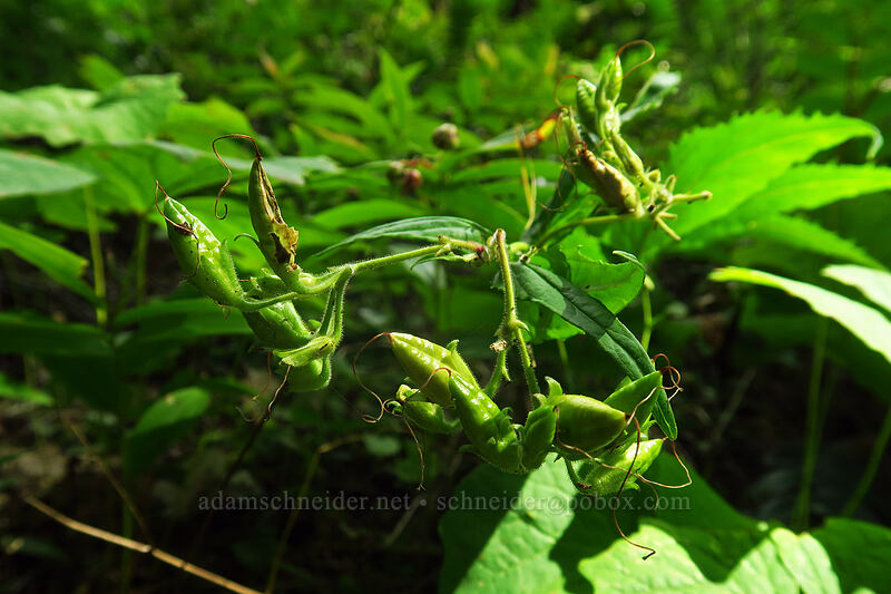 turtle-head, going to seed (Nothochelone nemorosa) [Saddle Mountain Trail, Saddle Mountain Natural Area, Clatsop County, Oregon]