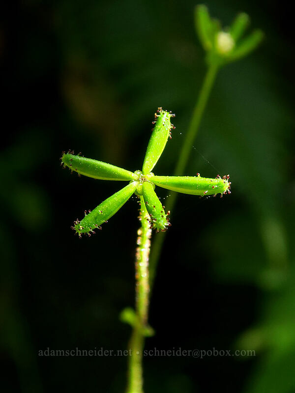 pathfinder fruit (Adenocaulon bicolor) [Saddle Mountain Trail, Saddle Mountain Natural Area, Clatsop County, Oregon]