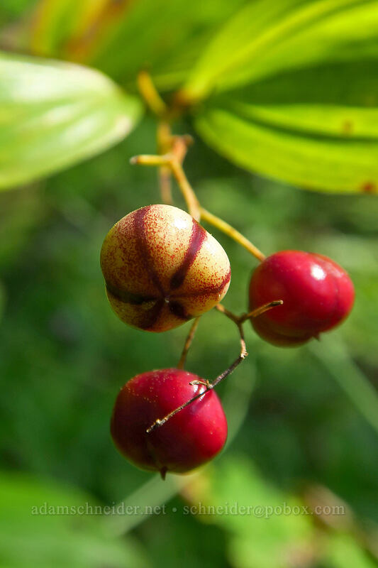 ripe starry false-solomon's-seal berries (Maianthemum stellatum (Smilacina stellata)) [Saddle Mountain Trail, Saddle Mountain Natural Area, Clatsop County, Oregon]