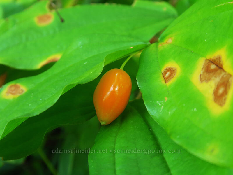 Smith's fairy lantern fruit (Prosartes smithii (Disporum smithii)) [Saddle Mountain Trail, Saddle Mountain Natural Area, Clatsop County, Oregon]