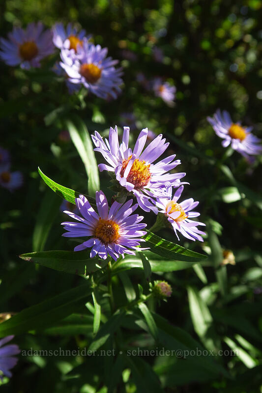 Douglas' aster (Symphyotrichum subspicatum (Aster subspicatus)) [Saddle Mountain Trail, Saddle Mountain Natural Area, Clatsop County, Oregon]
