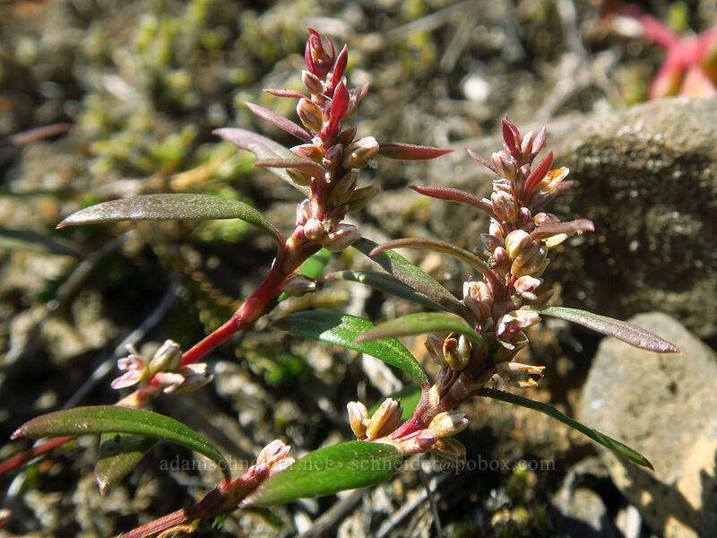 Nuttall's knotweed (Polygonum nuttallii) [Saddle Mountain Trail, Saddle Mountain Natural Area, Clatsop County, Oregon]