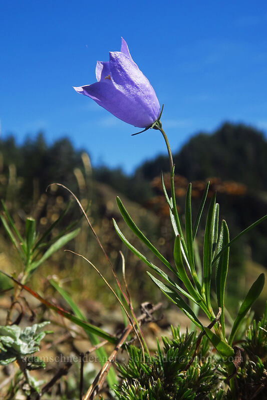 harebell (Campanula petiolata (Campanula rotundifolia)) [Saddle Mountain Trail, Saddle Mountain Natural Area, Clatsop County, Oregon]