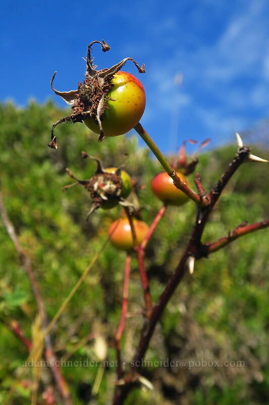 Nootka rose hips (Rosa nutkana) [Saddle Mountain Trail, Saddle Mountain Natural Area, Clatsop County, Oregon]