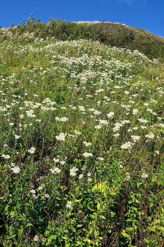 pearly everlasting (Anaphalis margaritacea) [Saddle Mountain Trail, Saddle Mountain Natural Area, Clatsop County, Oregon]