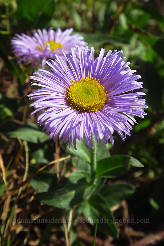showy fleabane (Erigeron speciosus) [Saddle Mountain Trail, Saddle Mountain Natural Area, Clatsop County, Oregon]