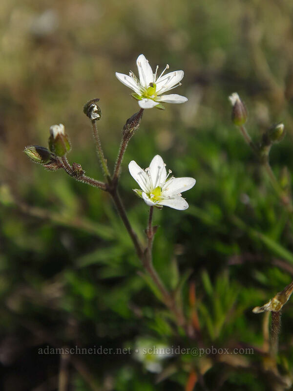 boreal sandwort (Minuartia rubella (Arenaria rubella) (Sabulina rubella)) [Saddle Mountain Trail, Saddle Mountain Natural Area, Clatsop County, Oregon]