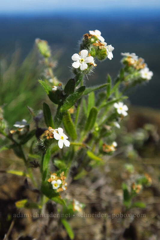 common cryptantha (Cryptantha intermedia) [Saddle Mountain Trail, Saddle Mountain Natural Area, Clatsop County, Oregon]
