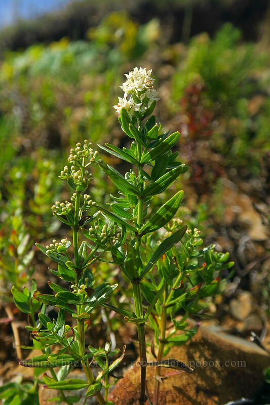 northern bedstraw (Galium boreale) [Saddle Mountain Trail, Saddle Mountain Natural Area, Clatsop County, Oregon]