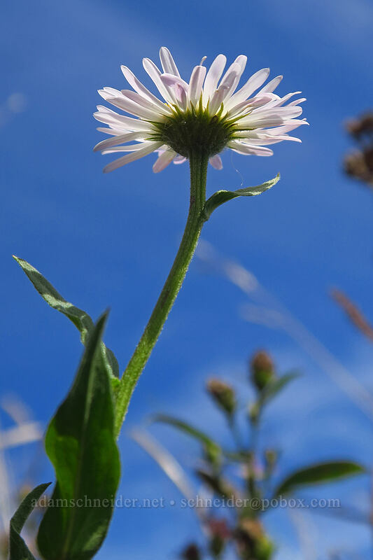 Alice's fleabane (Erigeron aliceae) [Saddle Mountain Trail, Saddle Mountain Natural Area, Clatsop County, Oregon]
