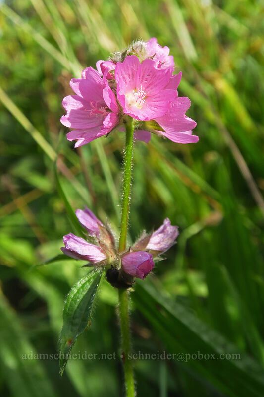 hairy-stem checker-mallow (Sidalcea hirtipes) [Saddle Mountain Trail, Saddle Mountain Natural Area, Clatsop County, Oregon]