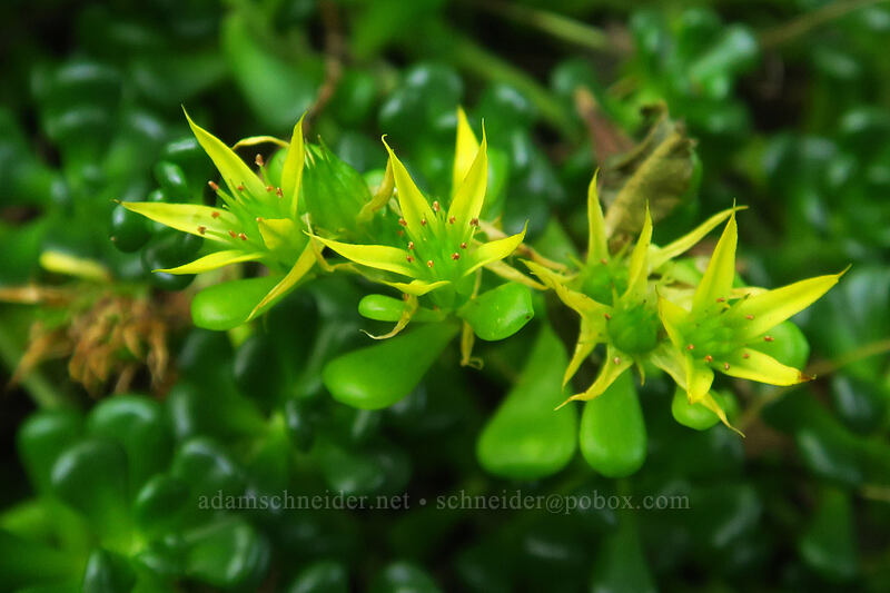 Oregon stonecrop flowers (Sedum oreganum) [Saddle Mountain Trail, Saddle Mountain Natural Area, Clatsop County, Oregon]
