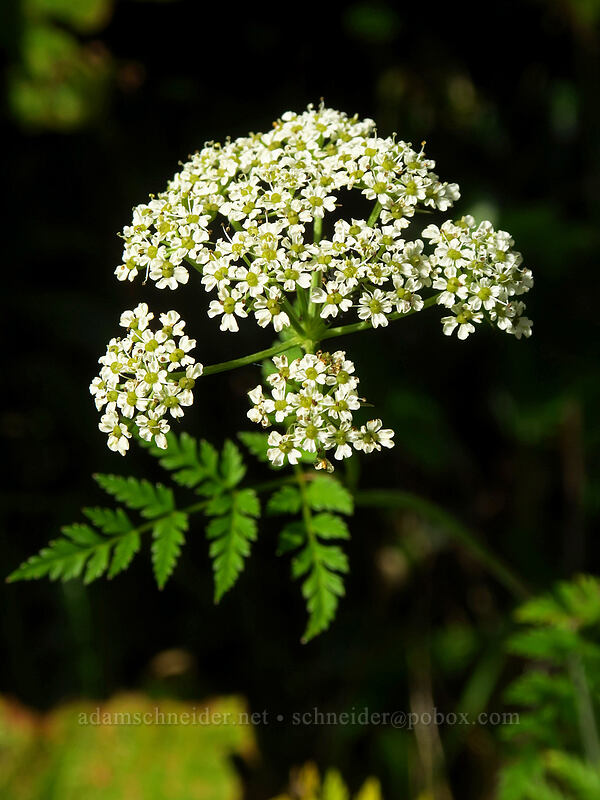 Pacific hemlock-parsley (Conioselinum pacificum (Conioselinium chinense var. pacificum)) [Saddle Mountain Trail, Saddle Mountain Natural Area, Clatsop County, Oregon]