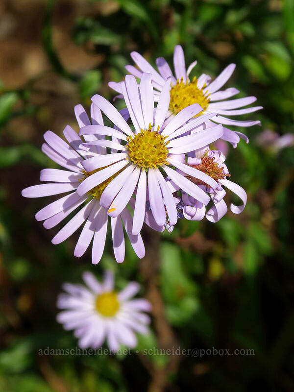 Douglas' aster (Symphyotrichum subspicatum (Aster subspicatus)) [Saddle Mountain Trail, Saddle Mountain Natural Area, Clatsop County, Oregon]
