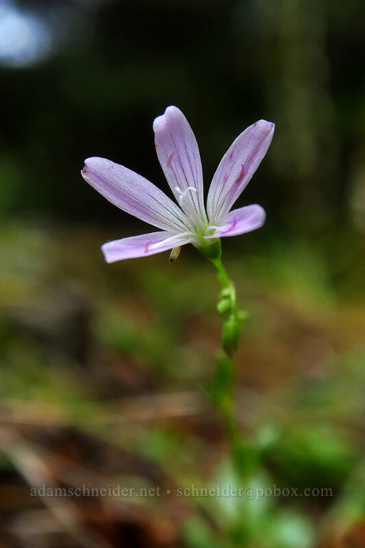 little-leaf spring-beauty (Montia parvifolia (Claytonia parvifolia)) [Humbug Mountain Viewpoint Trail, Saddle Mountain Natural Area, Clatsop County, Oregon]