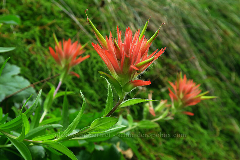 scarlet paintbrush (Castilleja miniata) [Humbug Mountain Viewpoint Trail, Saddle Mountain Natural Area, Clatsop County, Oregon]