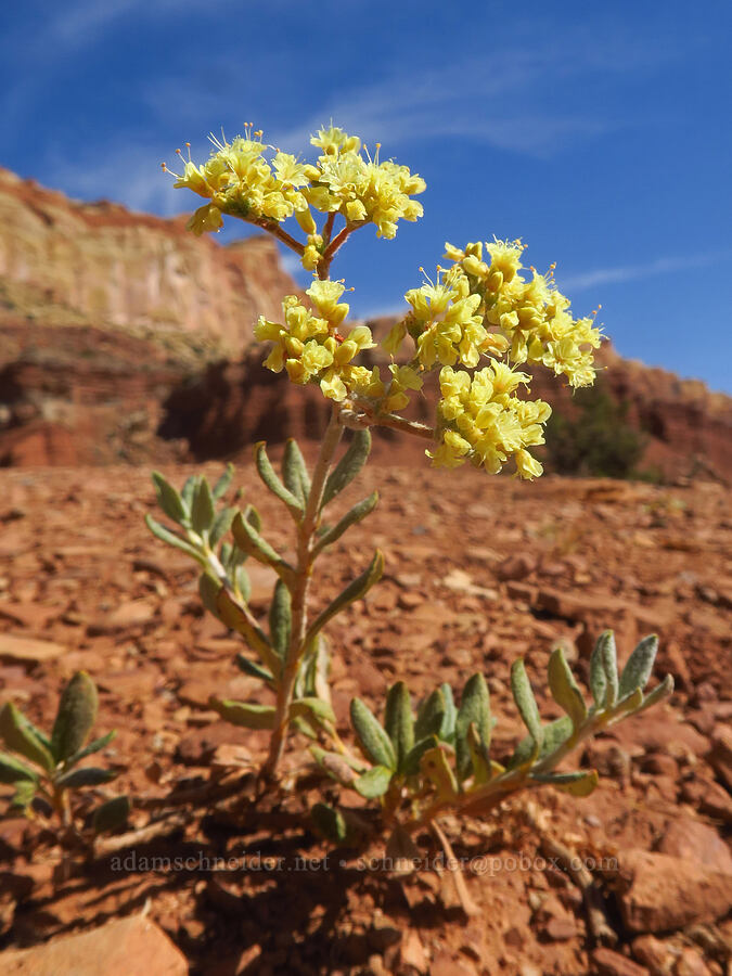 wild buckwheat (Eriogonum sp.) [Slickrock Divide, Capitol Reef National Park, Wayne County, Utah]