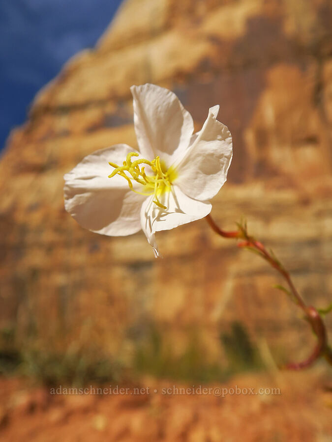 pale evening primrose (Oenothera pallida) [Capitol Gorge Trail, Capitol Reef National Park, Wayne County, Utah]
