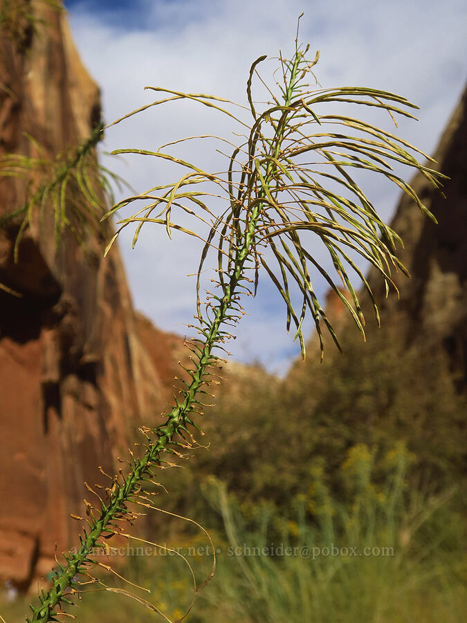 prince's plume seed pods (Stanleya pinnata) [Capitol Gorge Trail, Capitol Reef National Park, Wayne County, Utah]