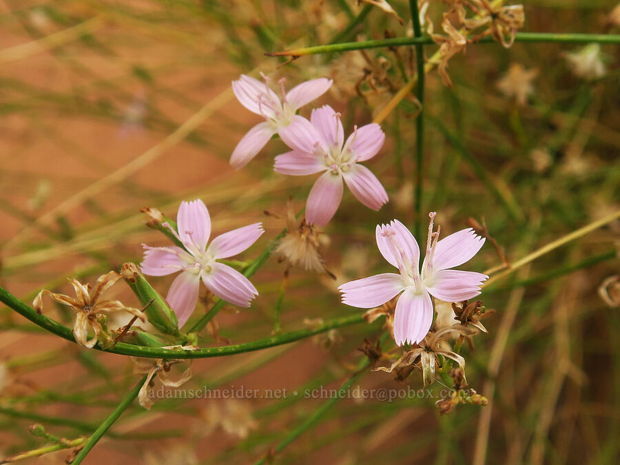 narrow-leaf wire lettuce (Stephanomeria tenuifolia) [Capitol Gorge Trail, Capitol Reef National Park, Wayne County, Utah]