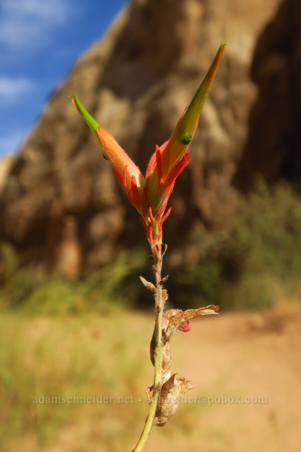 Wyoming paintbrush (Castilleja linariifolia) [Capitol Gorge Trail, Capitol Reef National Park, Wayne County, Utah]
