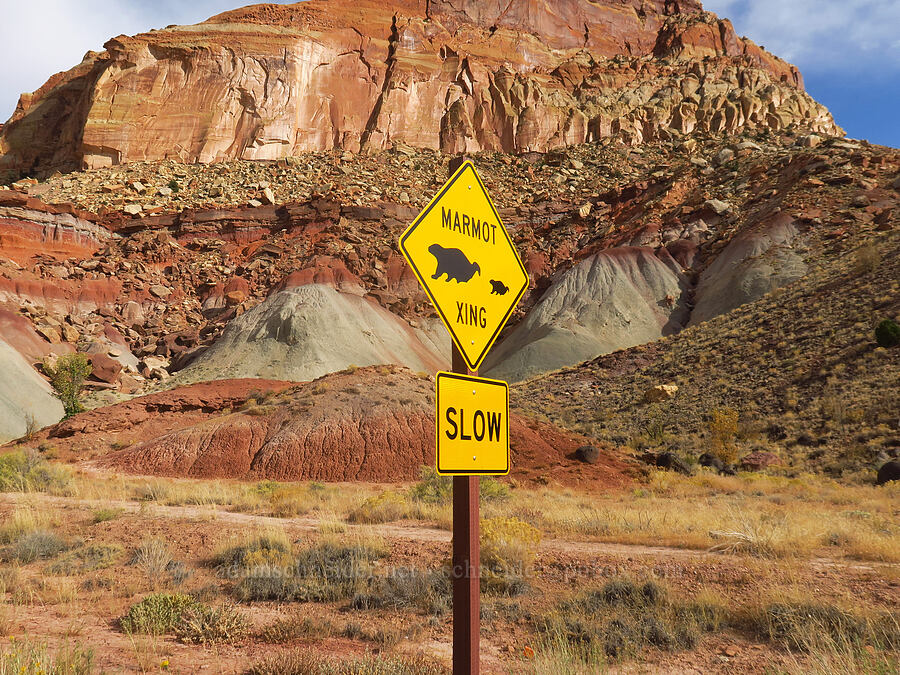 marmot xing [Capitol Reef Scenic Drive, Capitol Reef National Park, Wayne County, Utah]
