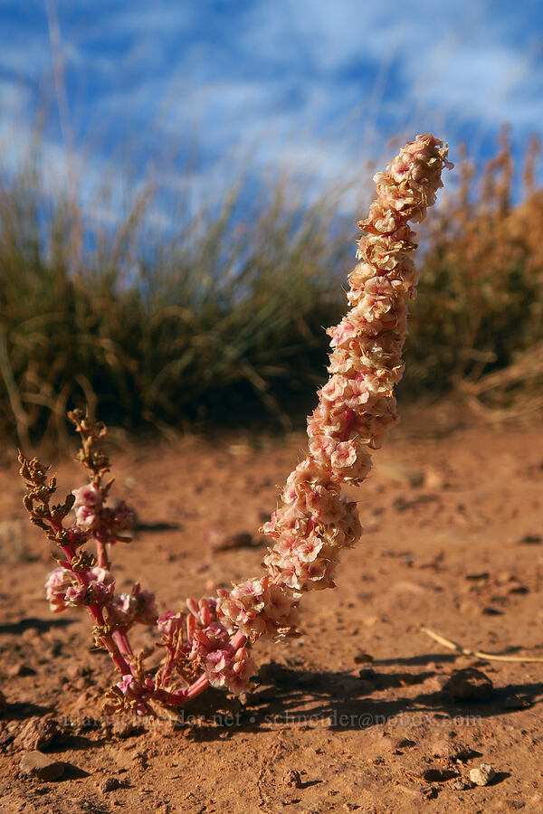 salt-lover (Halogeton glomeratus) [Chimney Rock Trailhead, Capitol Reef National Park, Wayne County, Utah]
