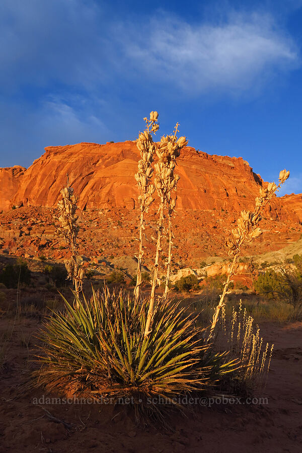 yucca (Yucca sp.) [Chimney Rock Loop Trail, Capitol Reef National Park, Wayne County, Utah]