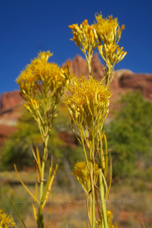 rabbitbrush (Ericameria sp. (Chrysothamnus sp.)) [Utah SR-24, Capitol Reef National Park, Wayne County, Utah]