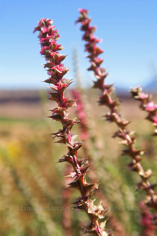 Russian thistle (Salsola sp.) [Notom-Bullfrog Road, Garfield County, Utah]