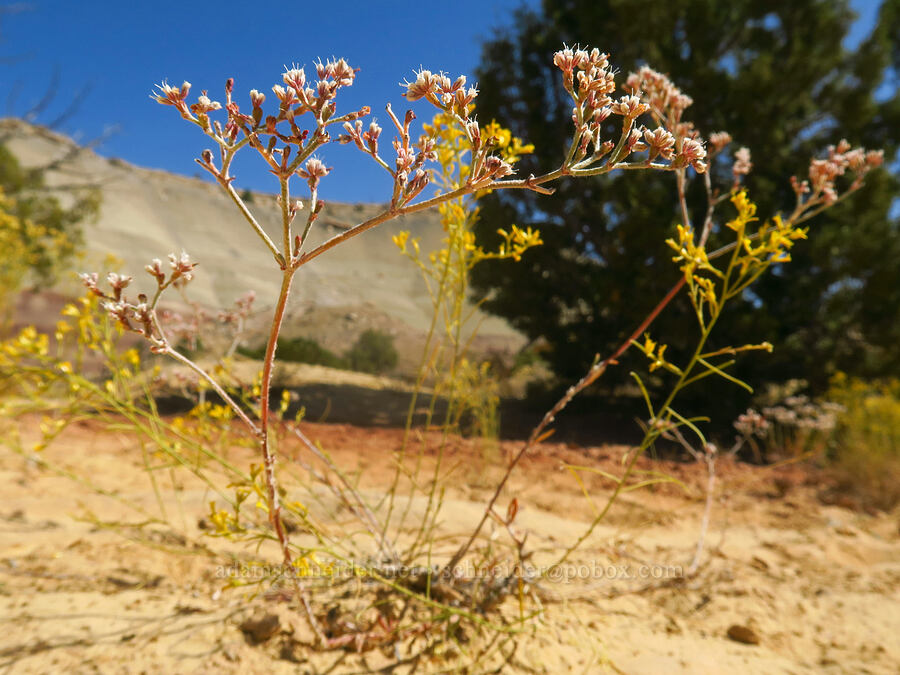 Simpson's buckwheat (Eriogonum microtheca var. simpsonii) [Notom-Bullfrog Road, Capitol Reef National Park, Garfield County, Utah]