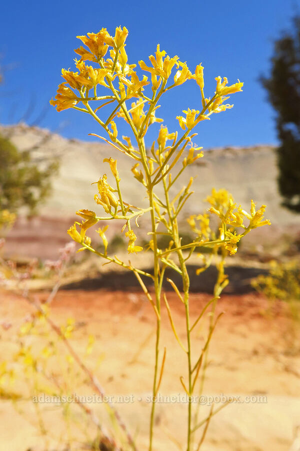 Greene's rabbitbrush (Chrysothamnus greenei (Bigelowia greenei)) [Notom-Bullfrog Road, Capitol Reef National Park, Garfield County, Utah]