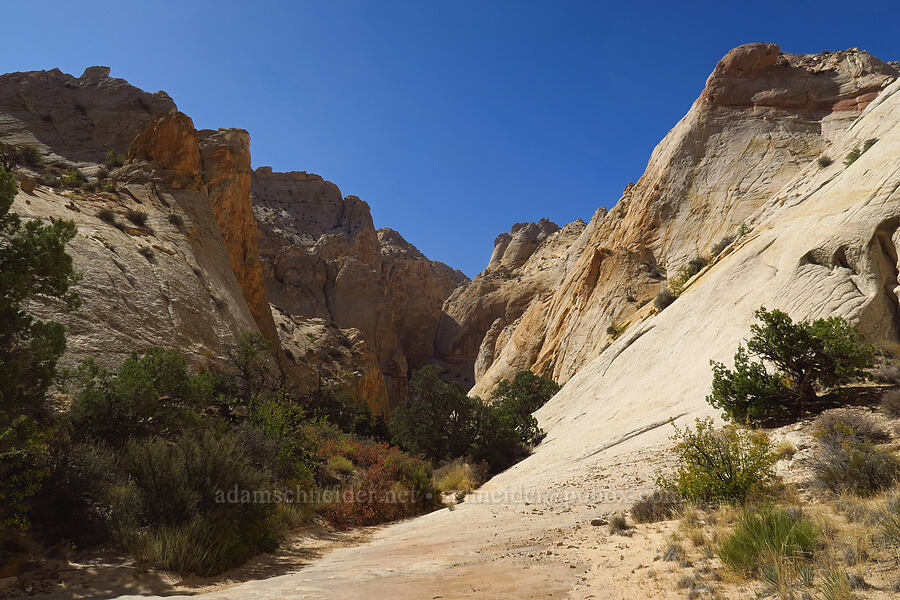Surprise Canyon [Surprise Canyon Trail, Capitol Reef National Park, Garfield County, Utah]